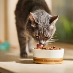 9 Lives Poultry & Beef Favorites Variety Pack Canned Cat Food 8 9 Lives Poultry & Beef Favorites Variety Pack Canned Cat Food -Wellness Sales 100300 PT3. AC SS1800 V1682710706