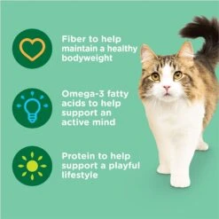 Rachael Ray Nutrish Indoor Complete Chicken With Lentils & Salmon Recipe Natural Dry Cat Food -Wellness Sales 108512 PT4. AC SS1800 V1691768642