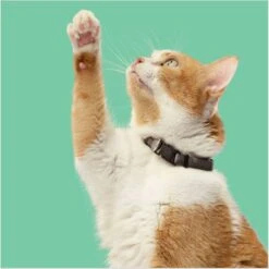 Rachael Ray Nutrish Indoor Complete Chicken With Lentils & Salmon Recipe Natural Dry Cat Food -Wellness Sales 108512 PT5. AC SS1800 V1691768520