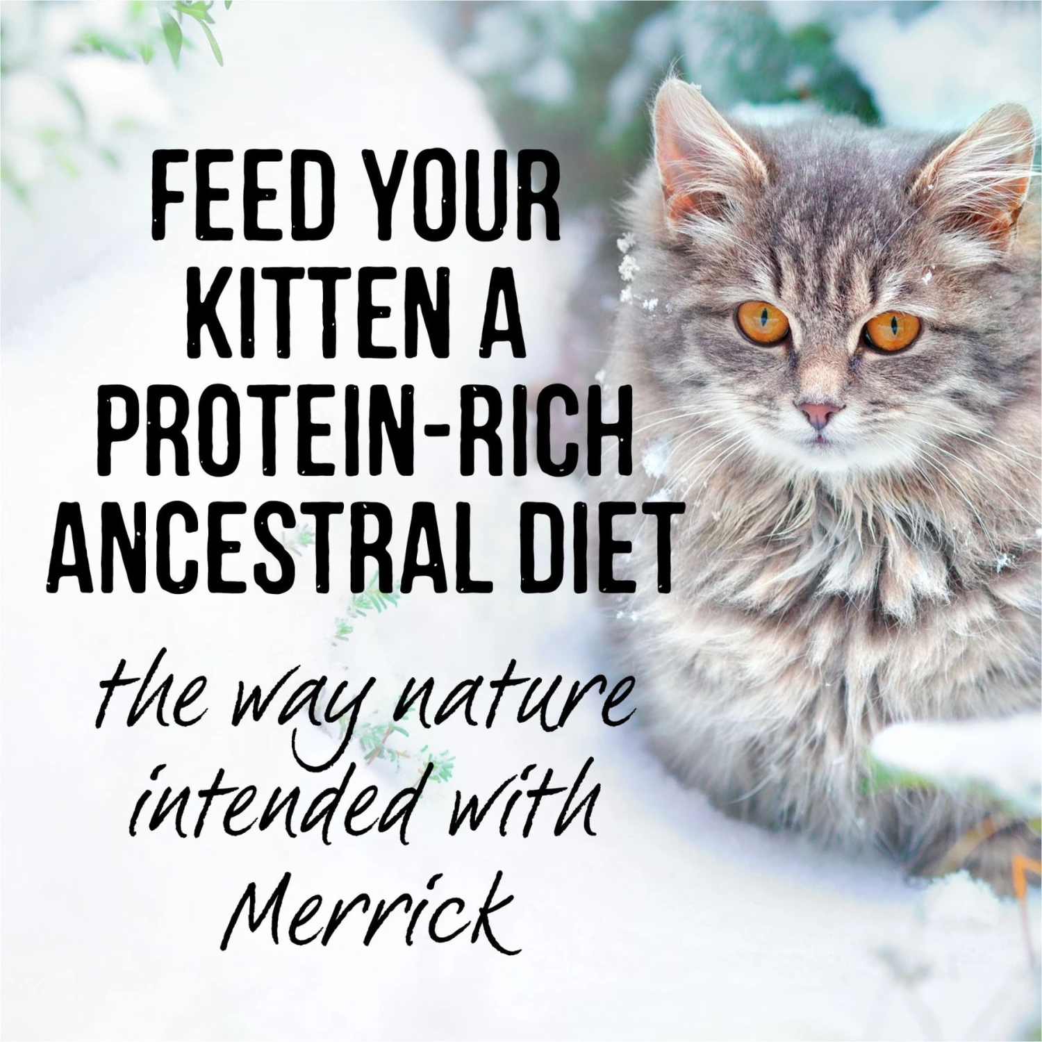 Merrick Backcountry Grain-Free Kitten Recipe Cuts Chicken & Duck In Gravy Cat Food Pouches 8 Merrick Backcountry Grain-Free Kitten Recipe Cuts Chicken & Duck In Gravy Cat Food Pouches - Image 8