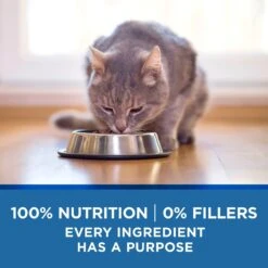 Purina ONE Indoor Advantage 7+ Chicken & Ocean Fish Recipe Pate Wet Cat Food 14 Purina ONE Indoor Advantage 7+ Chicken & Ocean Fish Recipe Pate Wet Cat Food -Wellness Sales 166135 PT5. AC SS1800 V1636674714