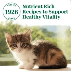 Nutro Wholesome Essentials Chicken & Brown Rice Recipe Kitten Dry Cat Food -Wellness Sales 175960 PT6. AC SS1800 V1702665940