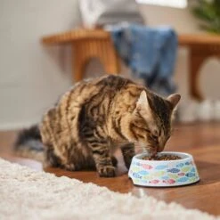 Frisco Colorful Fish Melamine Bowl -Wellness Sales 216047 PT7. AC SS1800 V1633025238