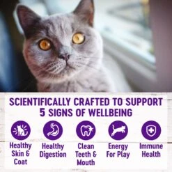 Wellness Complete Health Chicken & Rice Dry Cat Food -Wellness Sales 265112 PT3. AC SS1800 V1636504103