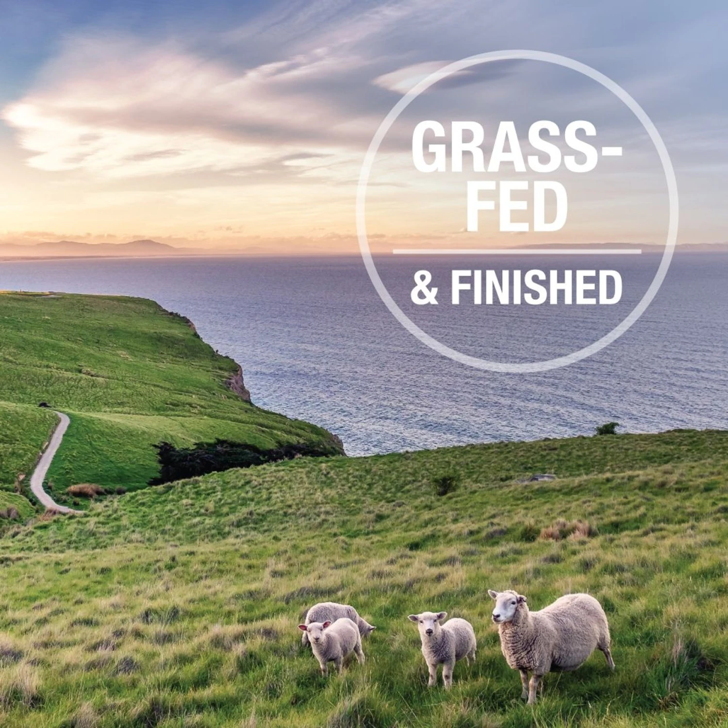 Feline Natural Chicken & Lamb Feast Grain-Free Wet Cat Food, 3-oz Pouch, Case Of 12 6 Feline Natural Chicken & Lamb Feast Grain-Free Wet Cat Food, 3-oz Pouch, Case Of 12 - Image 6