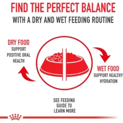 Royal Canin Veterinary Diet Adult Renal Support Early Consult Dry Cat Food 15 Royal Canin Veterinary Diet Adult Renal Support Early Consult Dry Cat Food -Wellness Sales 278911 PT6. AC SS1800 V1701881956