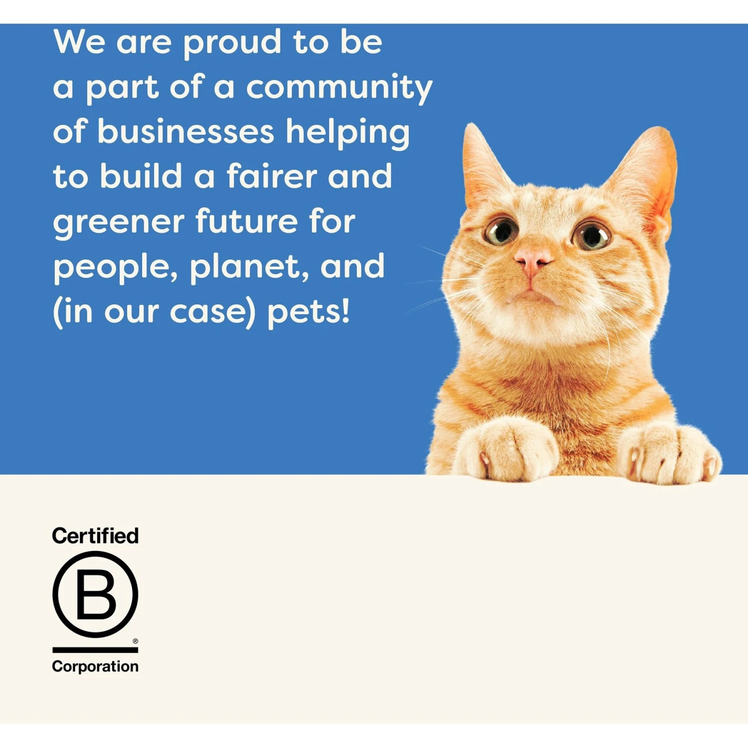 Applaws Whitefish With Salmon In Broth Wet Cat Food 7 Applaws Whitefish With Salmon In Broth Wet Cat Food - Image 7