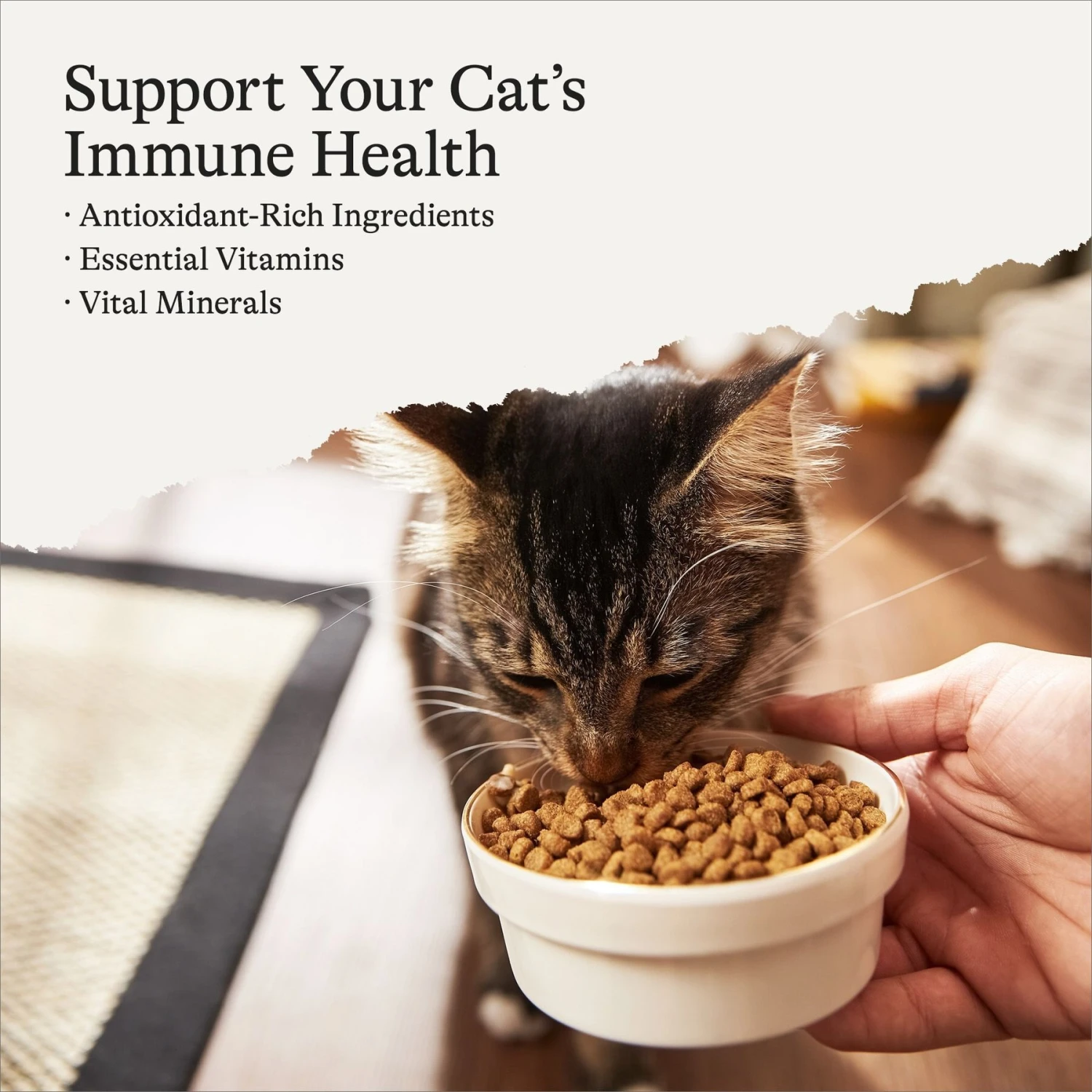 American Journey Indoor Cat Total Health Formula Chicken & Brown Rice Recipe Dry Cat Food, 15lb Bag 2 American Journey Indoor Cat Total Health Formula Chicken & Brown Rice Recipe Dry Cat Food, 15lb Bag - Image 2