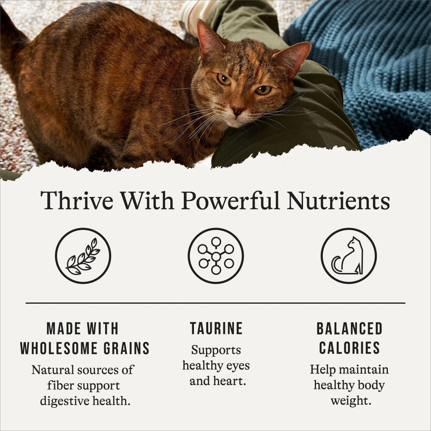 American Journey Indoor Cat Total Health Formula Chicken & Brown Rice Recipe Dry Cat Food, 15lb Bag 5 American Journey Indoor Cat Total Health Formula Chicken & Brown Rice Recipe Dry Cat Food, 15lb Bag - Image 5