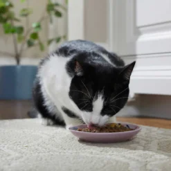 Frisco Paris Non-skid Ceramic Cat Dish & Frisco Paris Non-skid Ceramic Cat Dish -Wellness Sales 302490 PT4. AC SS1800 V1623074555