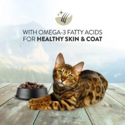 Addiction Grain-Free Salmon Bleu Dry Cat Food -Wellness Sales 342113 PT4. AC SS1800 V1635794494