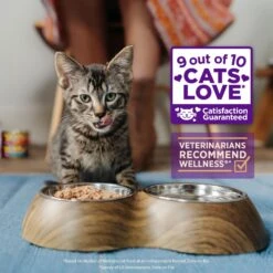 Wellness Complete Health Kitten Chicken Entree Recipe Natural Canned Cat Food 12 Wellness Complete Health Kitten Chicken Entree Recipe Natural Canned Cat Food -Wellness Sales 49274 PT3. AC SS1800 V1690896675