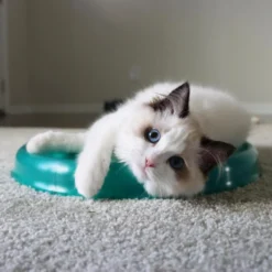 Bergan Scratcher Replacement Pads, 2 Count -Wellness Sales 64228 PT3. AC SS1800 V1673648560