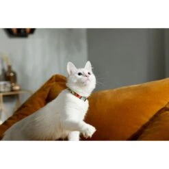 STAR WARS THE MANDALORIAN GROGU Pumpkin Dog Collar + 2 Items -Wellness Sales 656358 PT3. AC SS1800 V1665683926