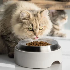 CatGuru Standard Cat & Dog Food Bowl, Marshmallow -Wellness Sales 730910 PT4. AC SS1800 V1673016172