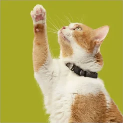 Rachael Ray Nutrish Natural Chicken & Brown Rice Recipe Dry Cat Food -Wellness Sales 77993 PT6. AC SS1800 V1691768521