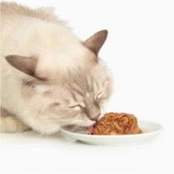Catit Dinner Chicken With Tilapia & Green Beans Cat Wet Food, 2.8-oz Can -Wellness Sales 781838 PT2. AC SS1800 V1677076941