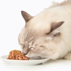 Catit Dinner Ocean Fish With Whitefish & Pumpkin Cat Wet Food, 2.8-oz Can -Wellness Sales 781902 PT2. AC SS1800 V1677077852