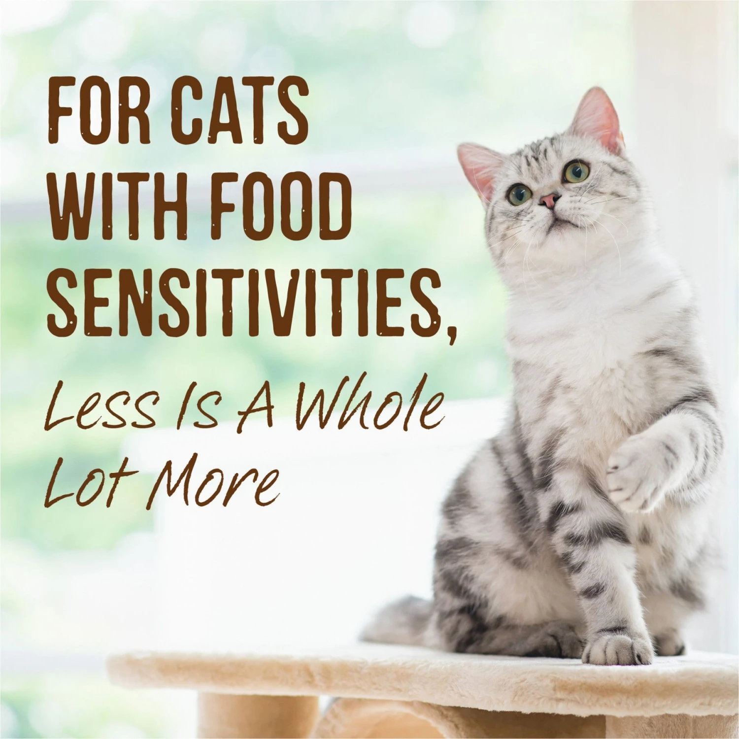 Merrick Limited Ingredient Diet Grain-Free Real Turkey Pate Recipe Canned Cat Food 7 Merrick Limited Ingredient Diet Grain-Free Real Turkey Pate Recipe Canned Cat Food - Image 7