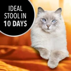 Iams Advanced Health Healthy Digestion Turkey & Chicken Recipe Adult Dry Cat Food -Wellness Sales 908326 PT2. AC SS1800 V1689362928