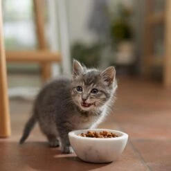 Meow Mix Kitten Li'l Nibbles Dry Cat Food -Wellness Sales 99962 PT3. AC SS1800 V1682710748